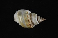 藏品(織紋螺)的圖片